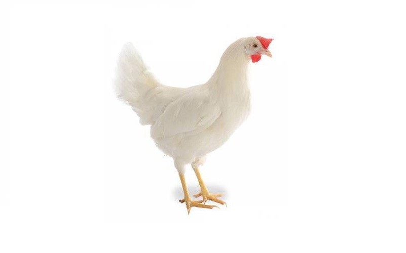 شناخت نژاد مرغ های تخم گذار