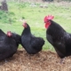 شناخت نژاد مرغ های تخم گذار