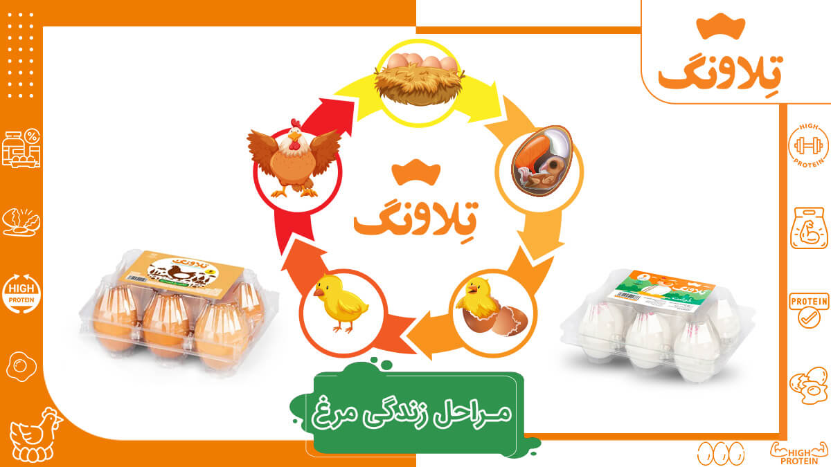 مراحل زندگی مرغ