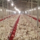 مشکل آنفولانزای مرغی